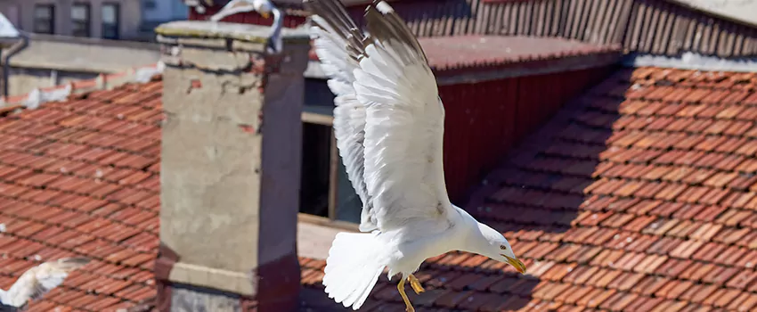 Residential Chimney Animal Removal Solution in Hampton, VA