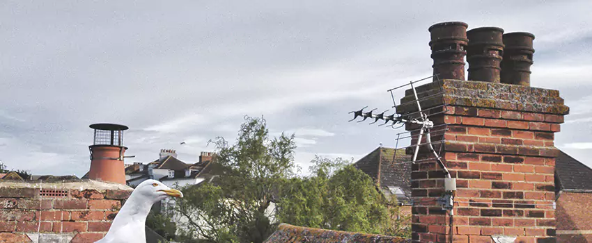 Chimney Cleaning And Restoration in Hampton, Virginia